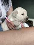 Golden retriever szczenięta FCI ZKwP suczki