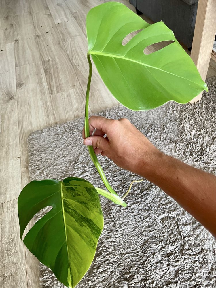 Monstera Marmorata. Szczyt rośliny