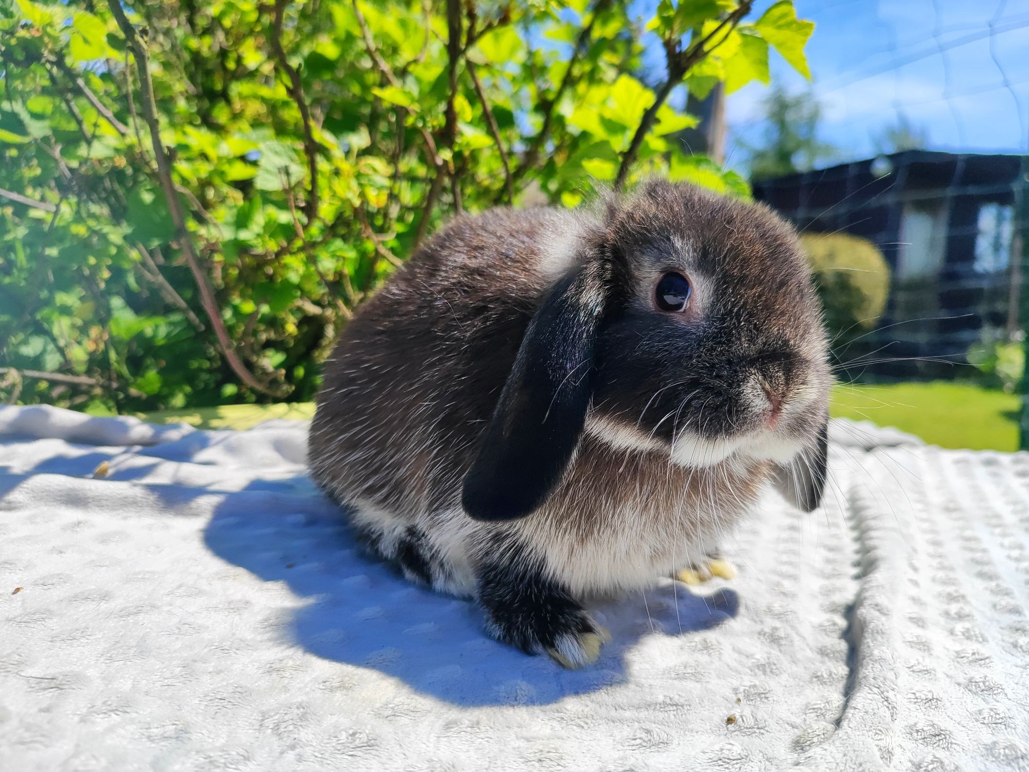 Mini lop metryka rasowy legalna hodowla królik miniaturka baranek