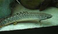 polypterus ornatipinnis