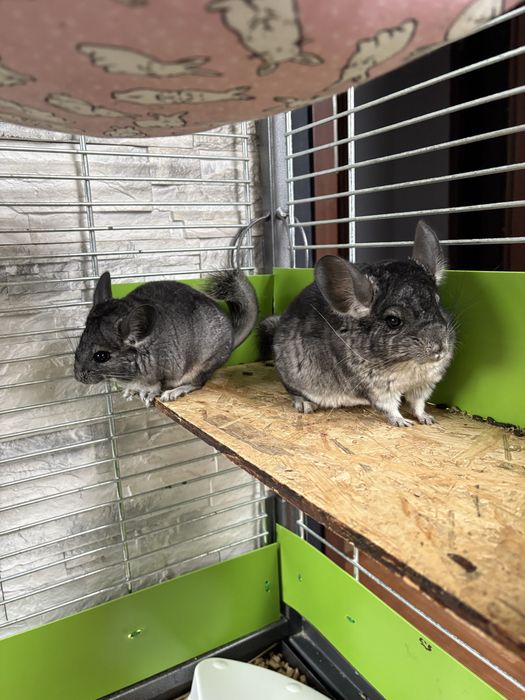 Szenszyle mlode samiczki z klatka