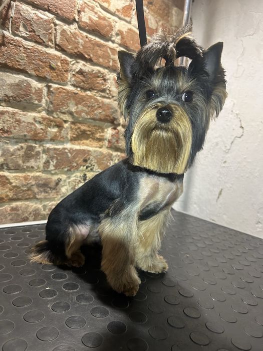 Стрижка собак мелкие и средние породы. Груминг на Кацарской