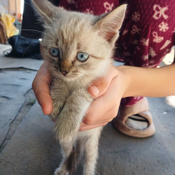 Віддамо кошенят у добрі руки