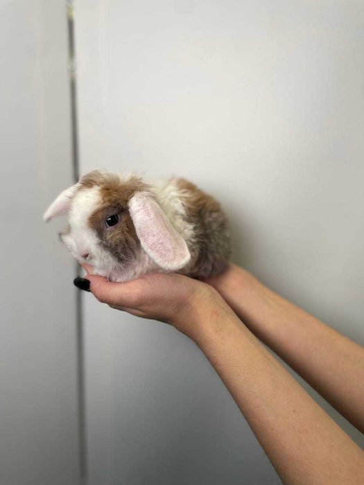 породистые кролики домашние микро и мини вислоушки