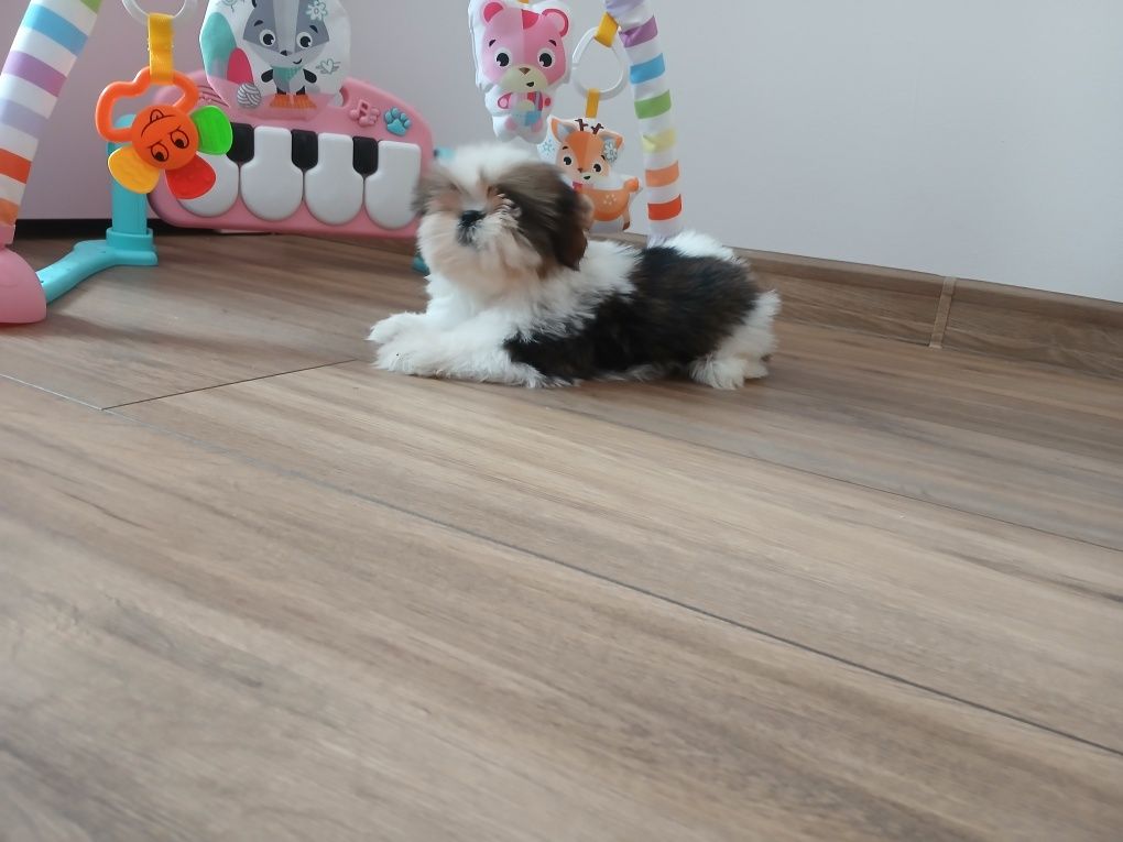 Sunia Shih-tzu z Rodowodem