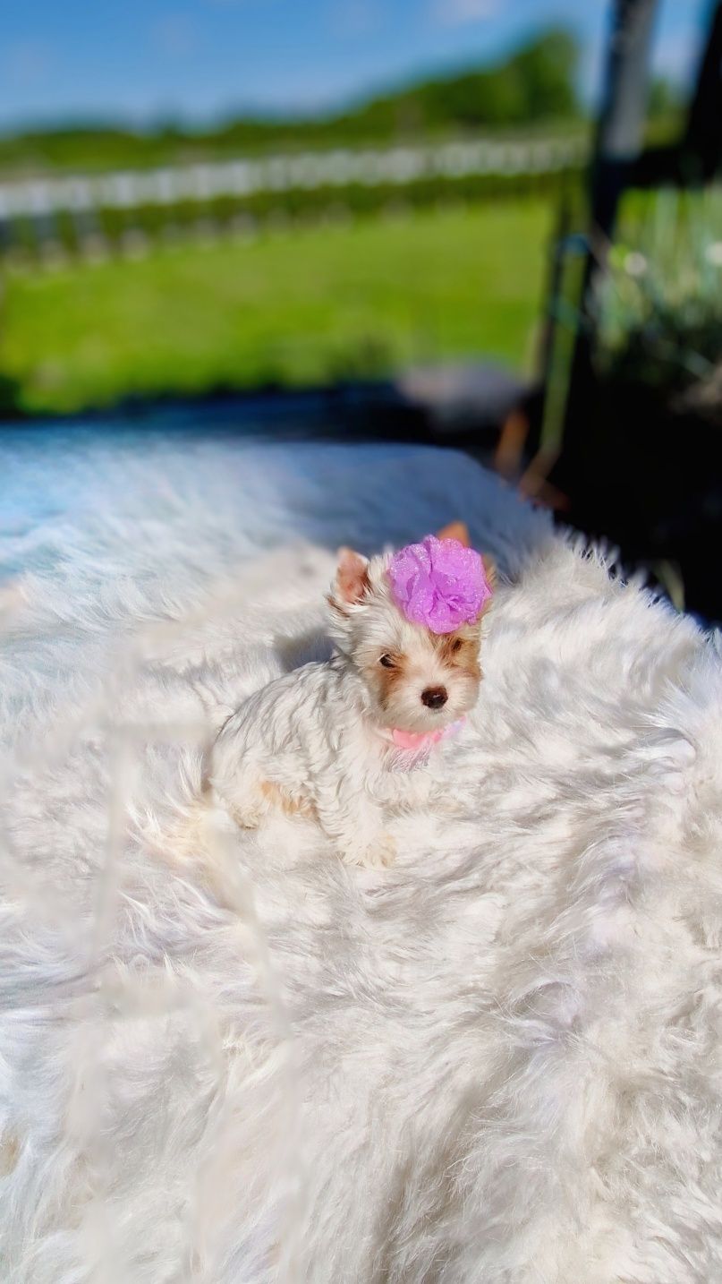 Wyjątkowa lalka Yorkshire Terrier – szkolona, gotowa do odbioru!