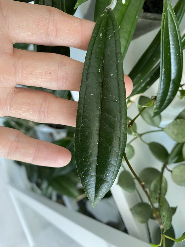 Hoya rigidifolia splash