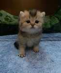 British Shorthair Golden