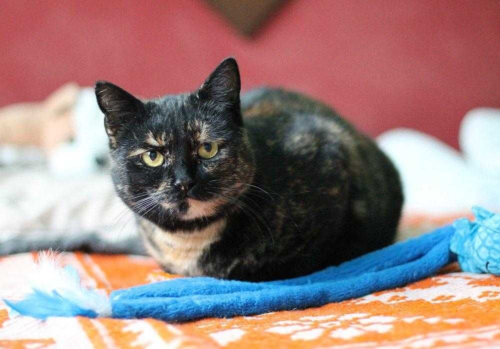 Koteczka Ida do adopcji!!