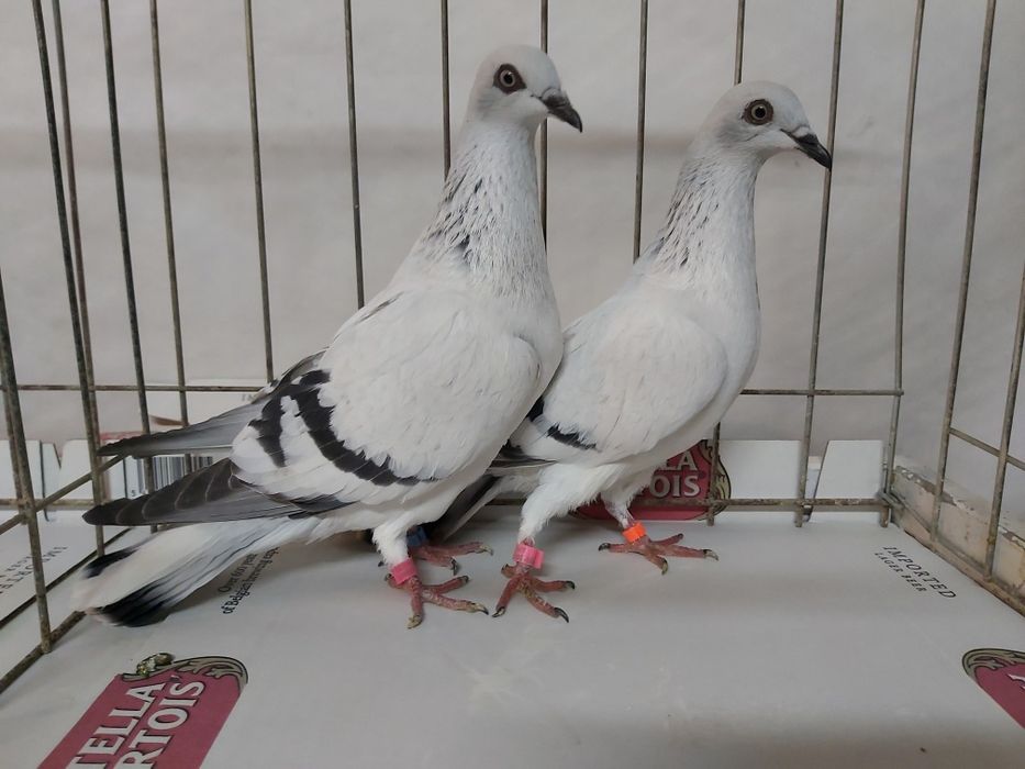 Gołębie Jasne Żałobne