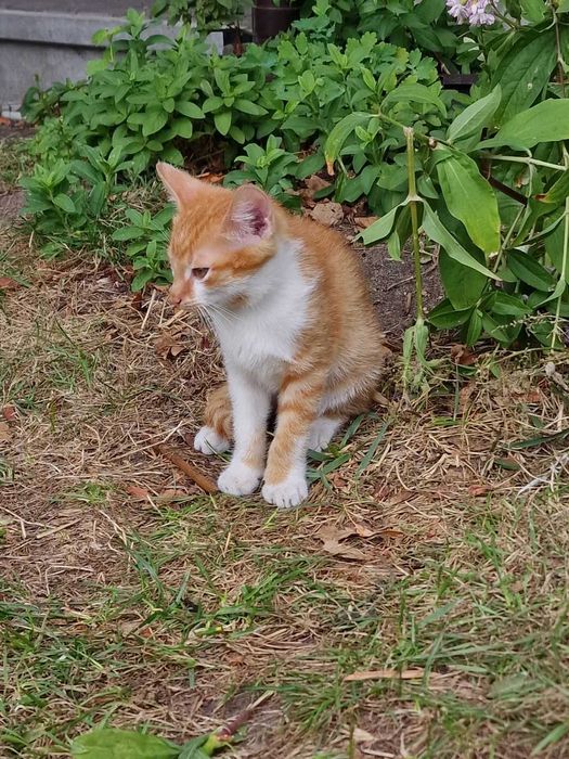 Kot 3,5miesięczny od ręki