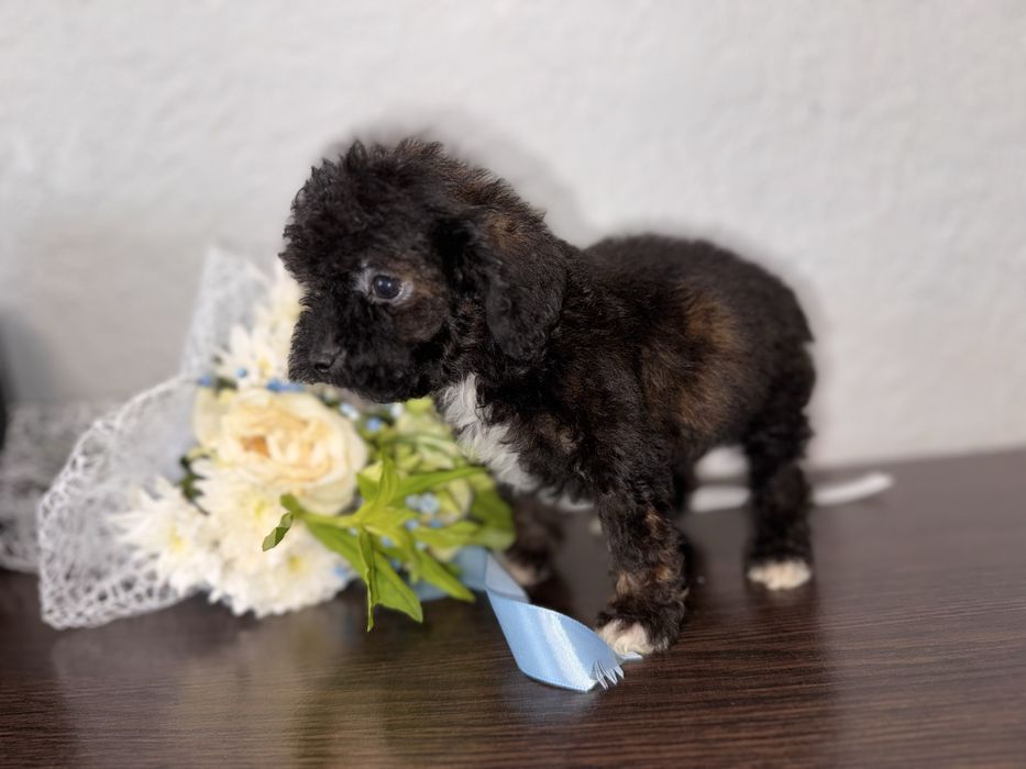 Дуже гарний та розумний пудельок