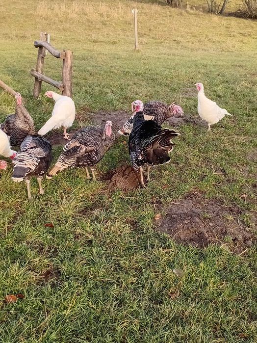 Продаються індики