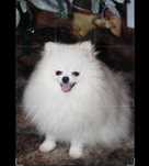 Spitz/lulu   macho adulto