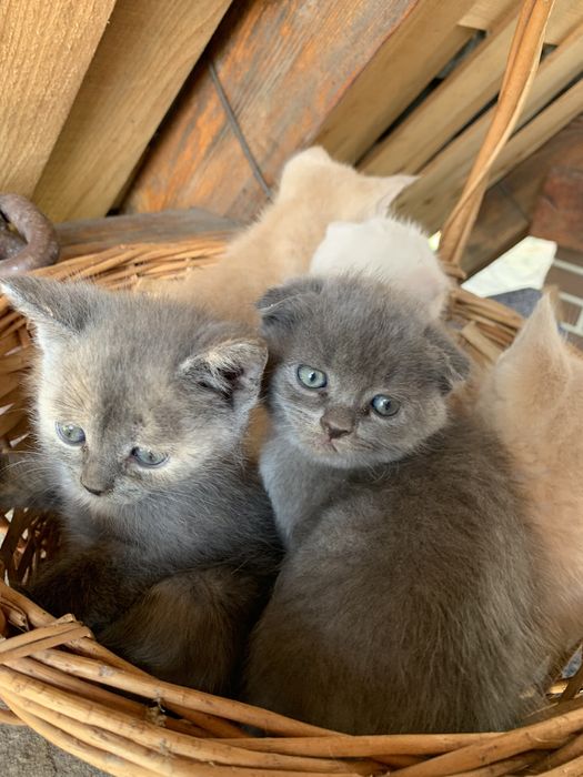 Грайливі, цікаві кошенята.Є  котики і кішечка, до лотка приучені.
