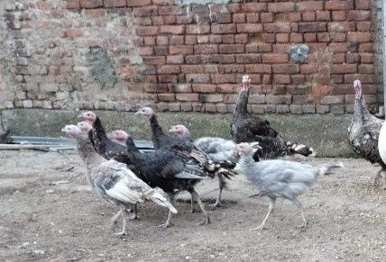 Sprzedam 4 miesięczne indyki