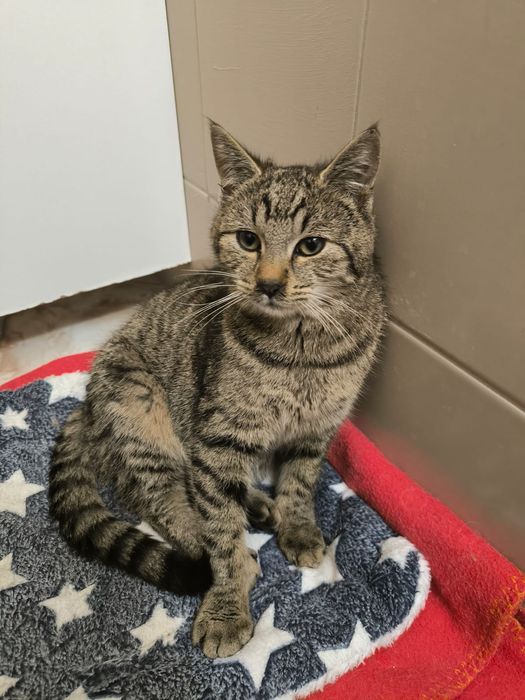 Piękna kotka i przystojny kocurek szukają kochającego domu