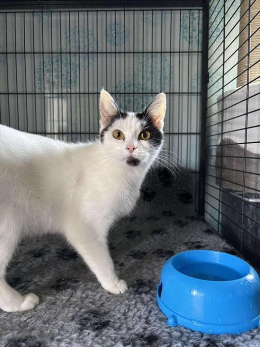 Przekochani JETTA I STEWARD szukają wspólnego domu