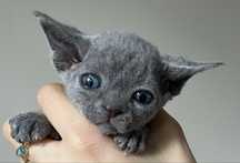Devon rex koteczka rezerwacja