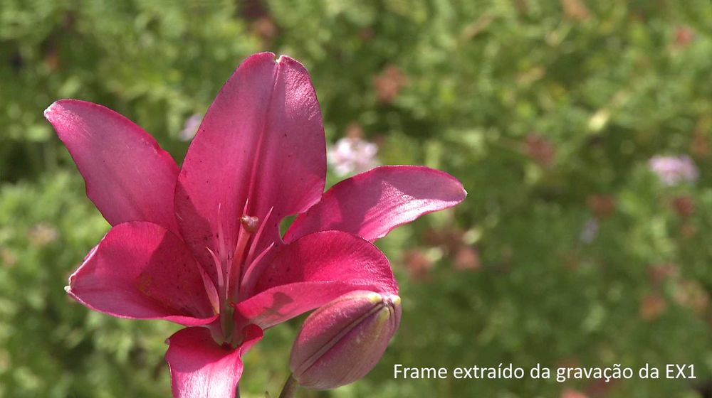 Sony PMW-EX1 XdCam FullHD