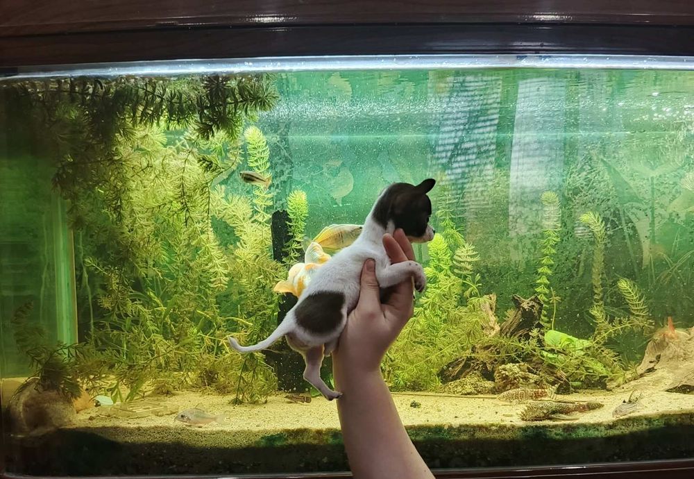 Міні чихуахуа 2 міс