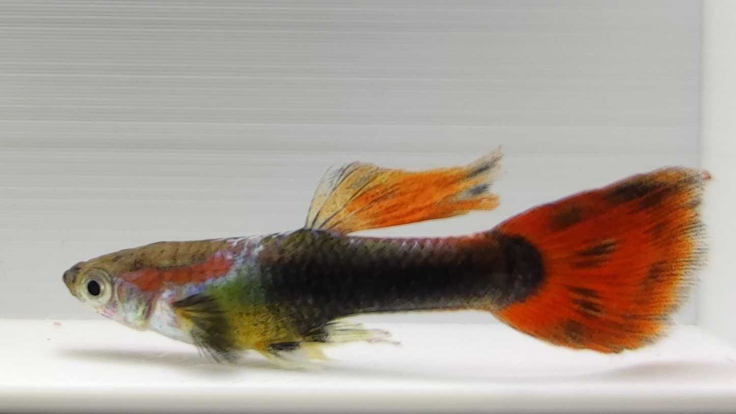 Guppy Tuxedo (macho e fêmea)