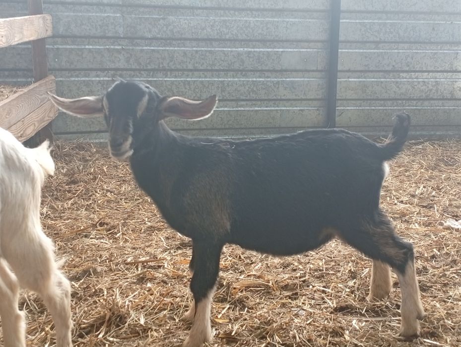 Камеруно-нубійскій козлик