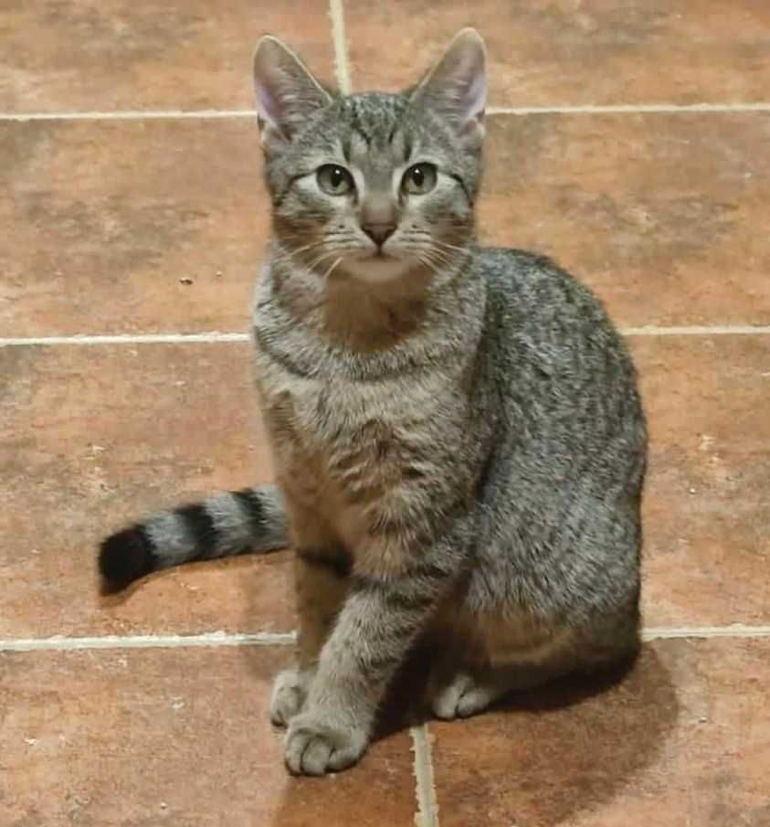 LULI młody bury kocurek do adopcji