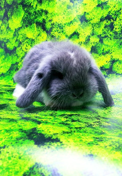 Карликовые мини кролики торчеухие и вислоухие крольчата и клетки