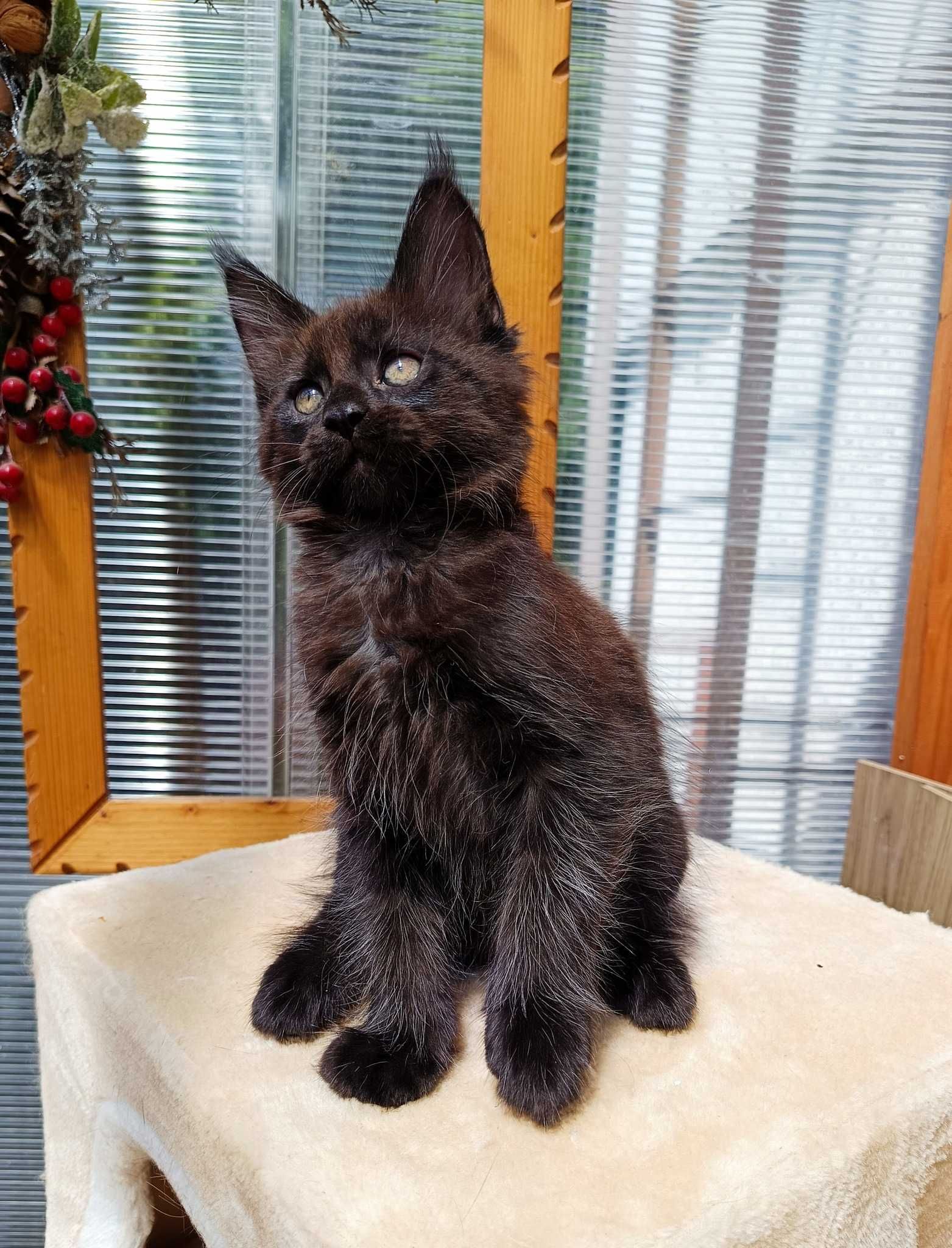 Maine Coon kocurek z rodowodem FPL – czarny solid – Jerry Rezerwacja