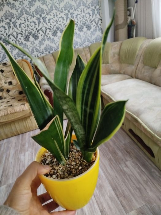 Сансевієрія Голд флейм Канарі, сансевиерия, сансев'єра.