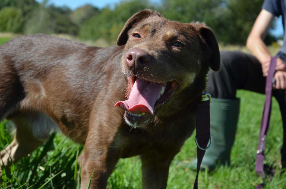 Burbon - młody poszukiwacz przygód szuka domu