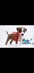 AMSTAFF FCI/ZKWP szczenieta American Staffordshire Terrier