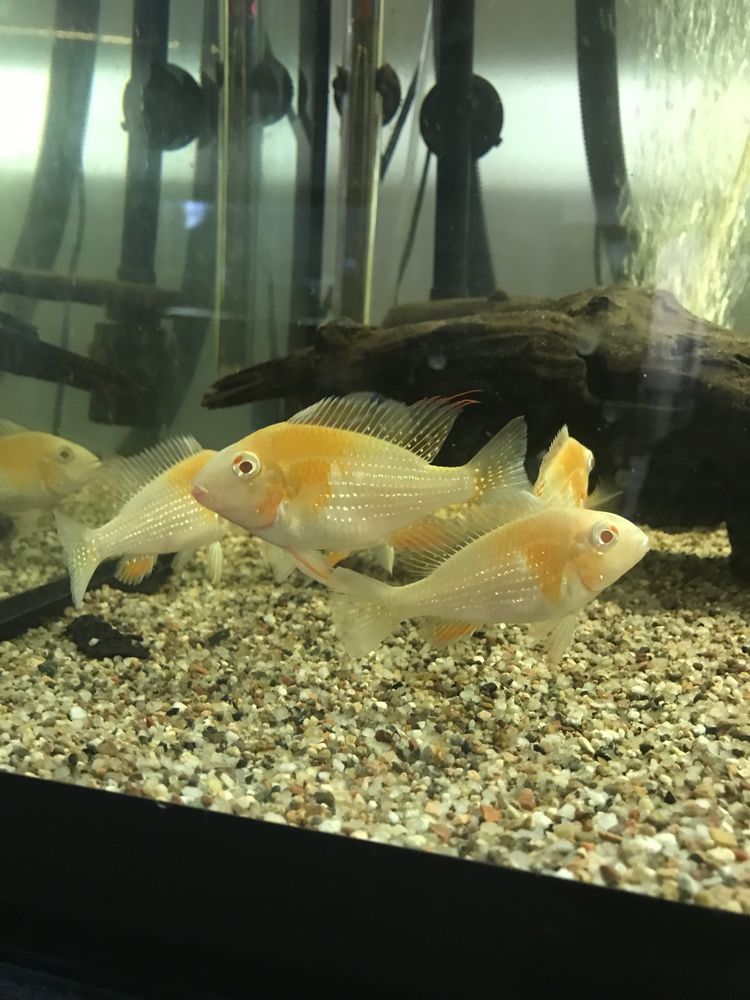 Acarichthys heckelii albino ziemiojady
