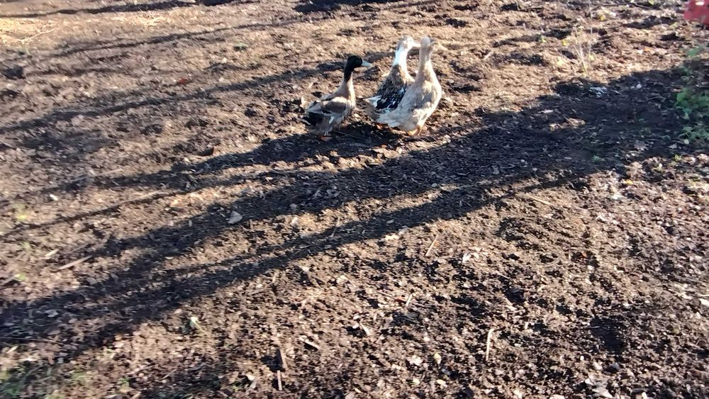 Sprzedam parkę kaczek staropolskich i call duck