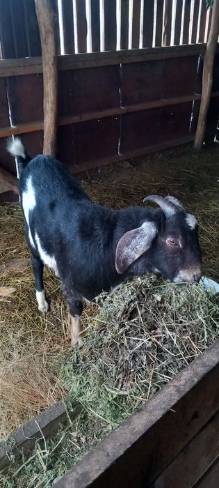 Продаю Англо-нубійський козлик