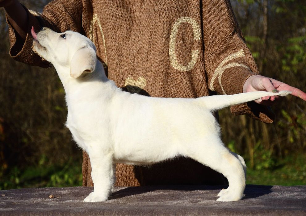 Красивые щенки от интересной пары! Лабрадор ретривер