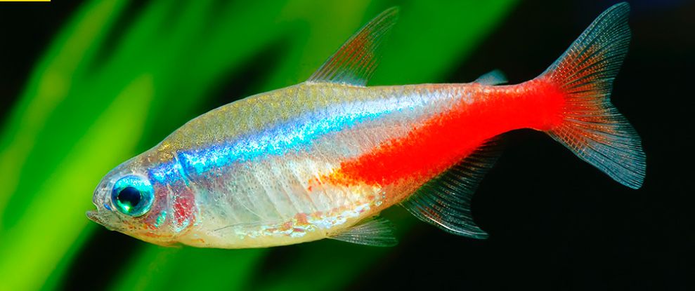 Neon innesa.
