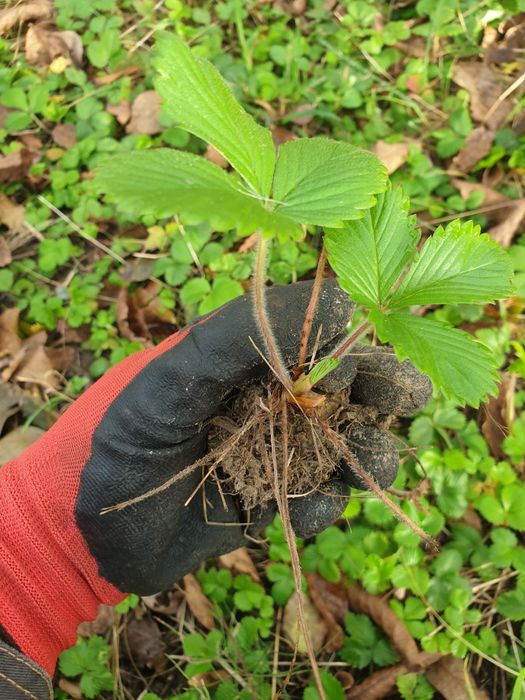 Poziomki 30 sadzonek