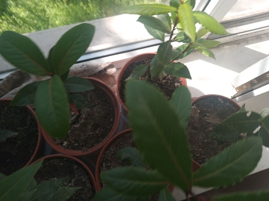 Продам лавровый саженец