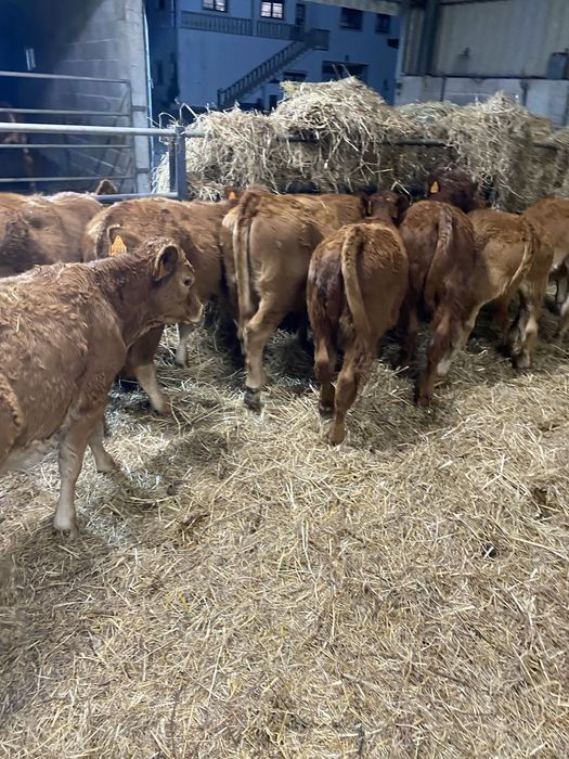 Vitelas cx de limousines Especisis