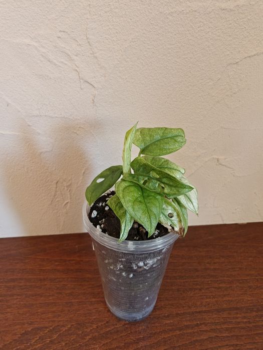 Monstera adansonii variegata ghost archipelago