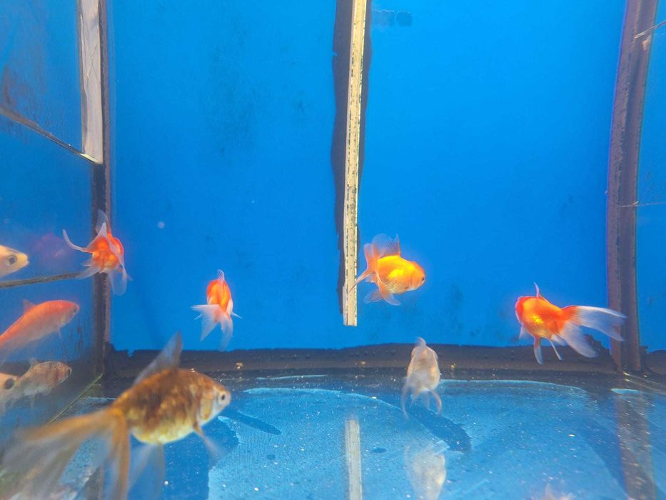 Gold fish\Oranda