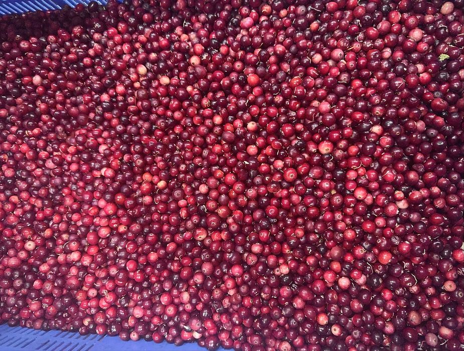 Żurawina leśna bagienna świeża 16zl/l