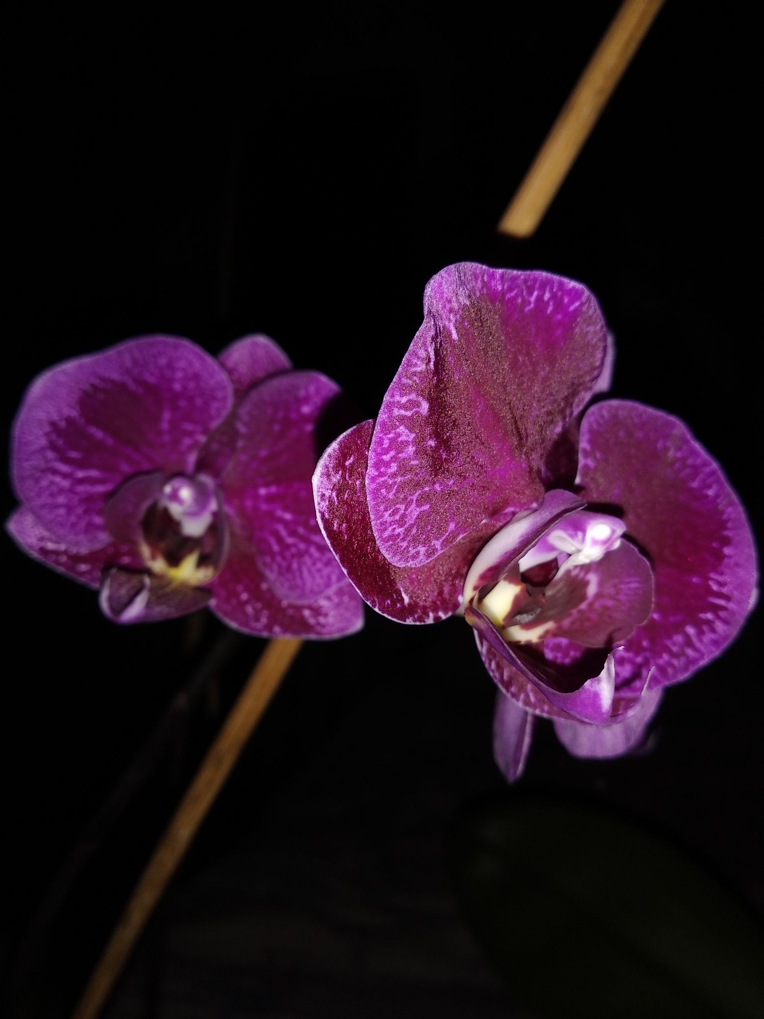 Орхідея орхидея вілюрова бордо з хижою губою