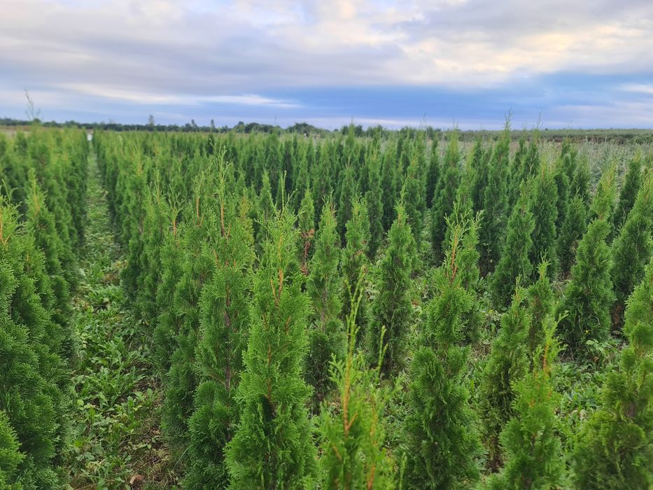 Thuja Smaragd /  Producen /  Pomorskie / Promocja