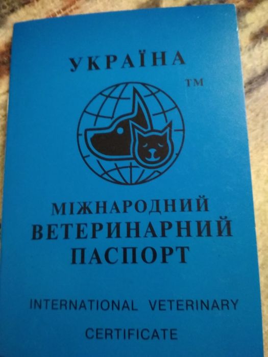 Шотландський прямовухий