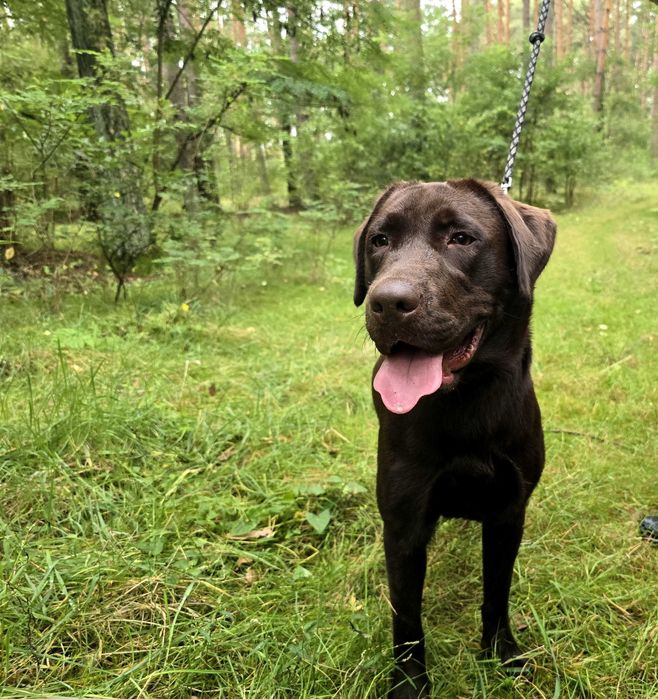 Zaginął pies rasy labrador