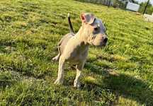Piękna suczka American Staffordshire Terrier Blue (amstaff)
