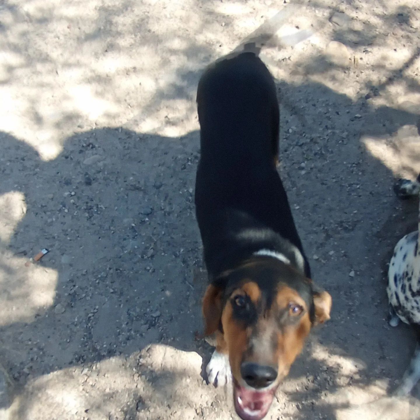 Cachorro X Foxhound para adoção responsável
